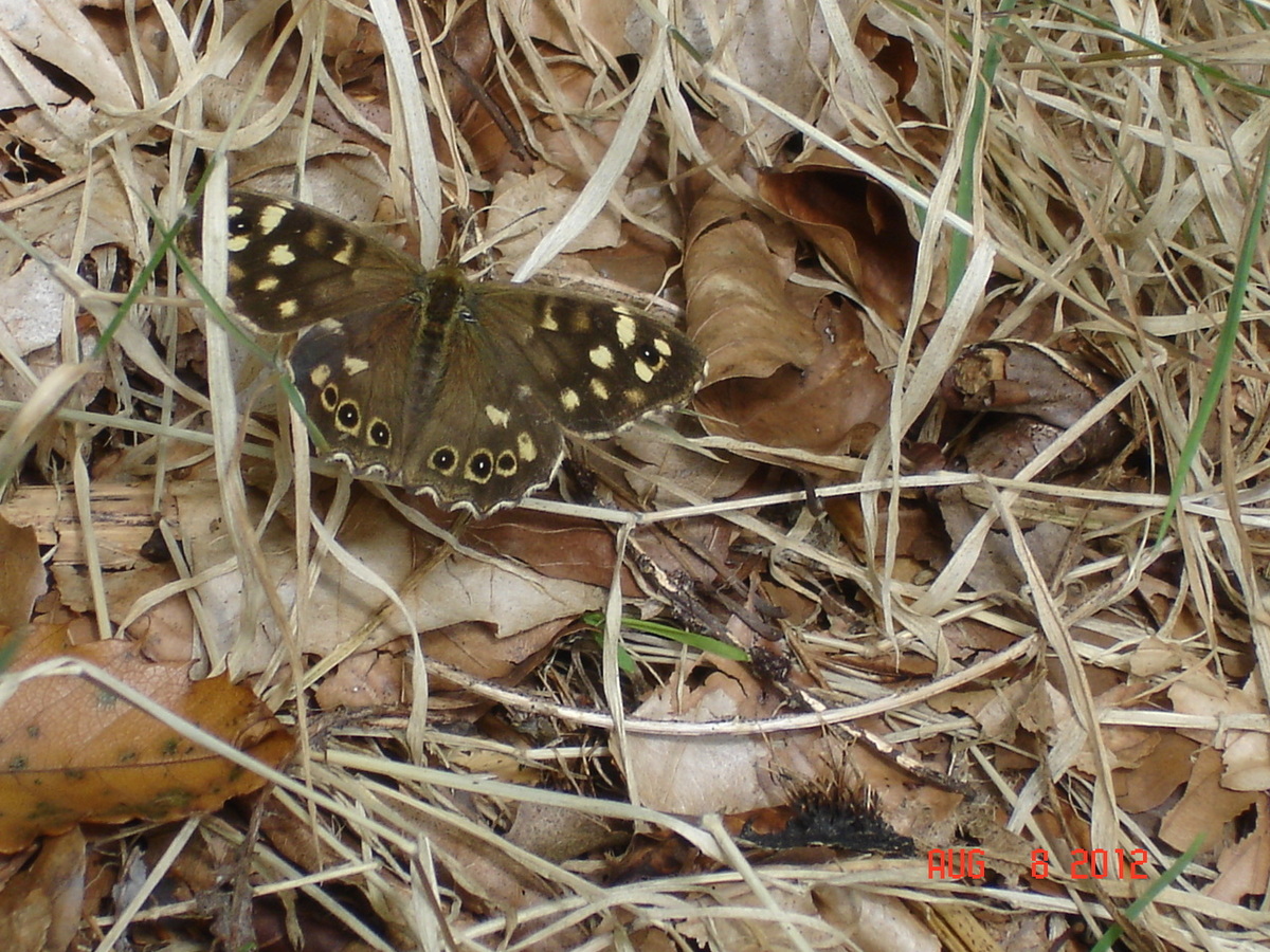 Speckled Wood Butterfly